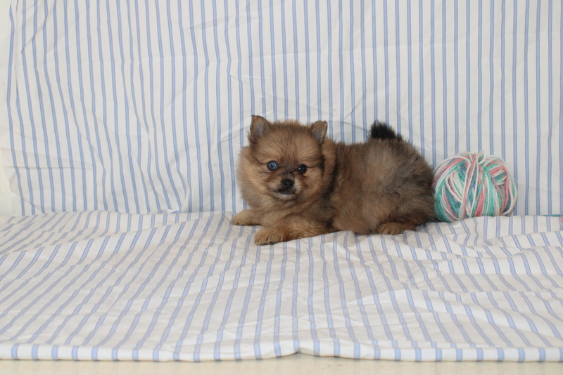 puppy, for, sale, Pomeranian, Matthew B. Stoltzfus, dog, breeder, Gap, PA, dog-breeder, puppy-for-sale, forsale, nearby, find, puppyfind, locator, puppylocator, aca